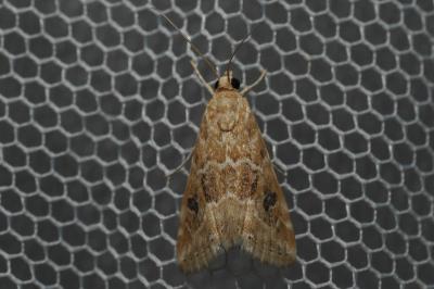 <i>Hellula undalis</i>