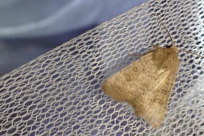 <i>Hoplodrina ambigua</i>