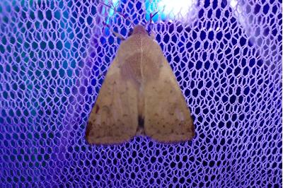 <i>Helicoverpa armigera</i>