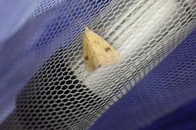 <i>Rivula sericealis</i>