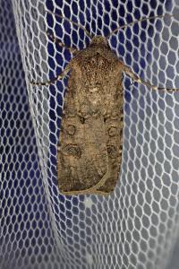 <i>Agrotis segetum</i>