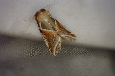 <i>Habrosyne pyritoides</i>