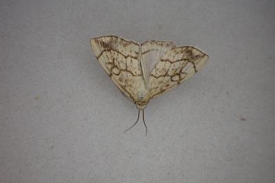 <i>Evergestis pallidata</i>