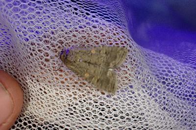 <i>Spodoptera exigua</i>