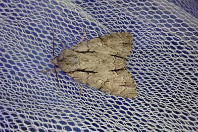 <i>Acronicta psi/tridens</i>