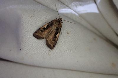 <i>Xestia c-nigrum</i>