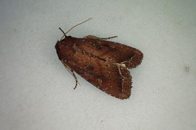 <i>Lacanobia oleracea</i>
