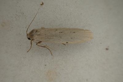 <i>Pelosia muscerda</i>