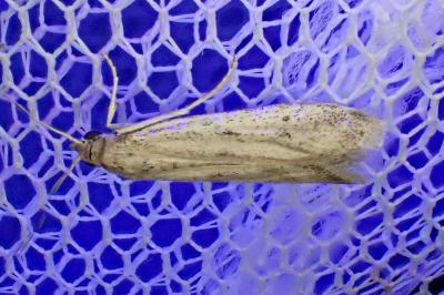 <i>Phycitodes</i>