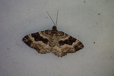 <i>Epirrhoe alternata</i>