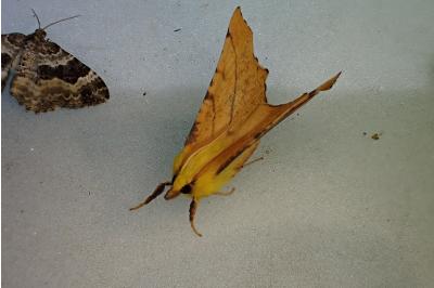 <i>Ennomos alniaria</i>