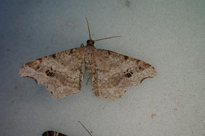 <i>Macaria alternata</i>