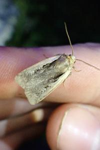 <i>Ochropleura plecta</i>