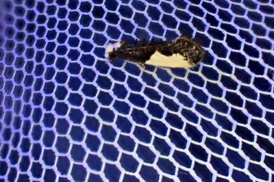 <i>Monopis monachella</i>
