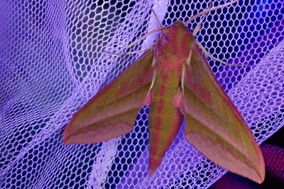 <i>Deilephila elpenor</i>