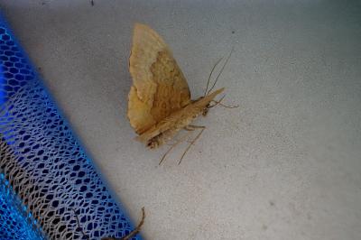 <i>Camptogramma bilineata</i>