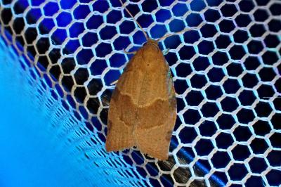 <i>Pandemis cerasana</i>