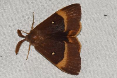 <i>Lasiocampa quercus</i>