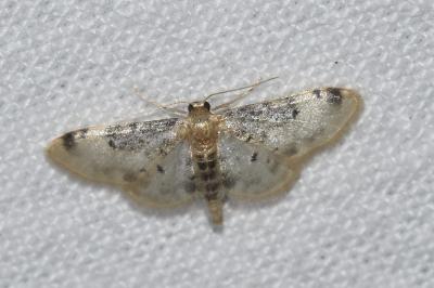 <i>Idaea filicata</i>