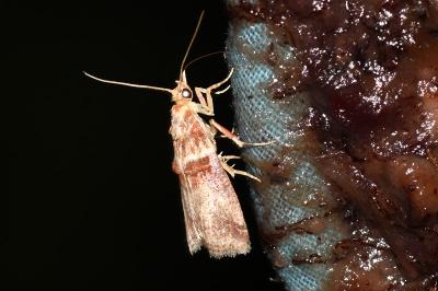 <i>Acrobasis tumidana</i>