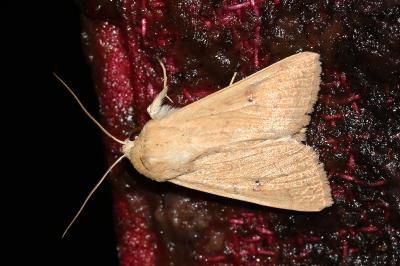 <i>Mythimna vitellina</i>