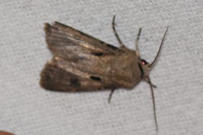 <i>Agrotis exclamationis</i>