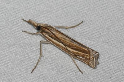 <i>Ancylolomia tentaculella</i>
