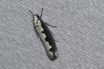 <i>Ethmia bipunctella</i>
