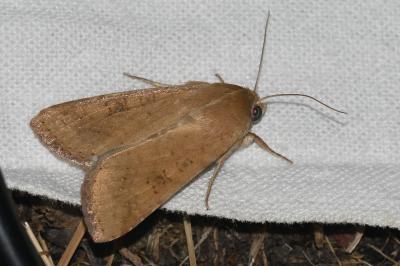 <i>Helicoverpa armigera</i>