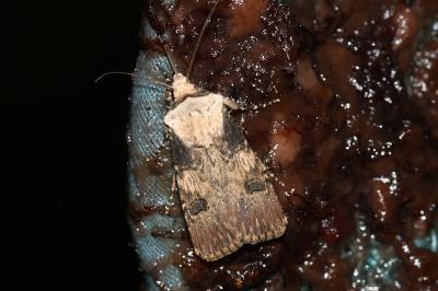 <i>Agrotis puta</i>