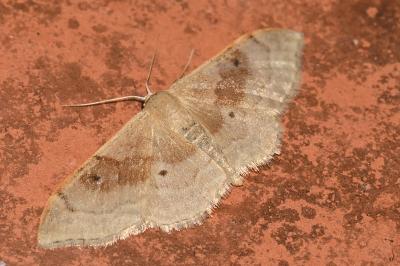 <i>Idaea degeneraria</i>