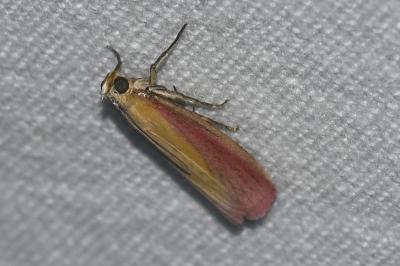 <i>Oncocera semirubella</i>