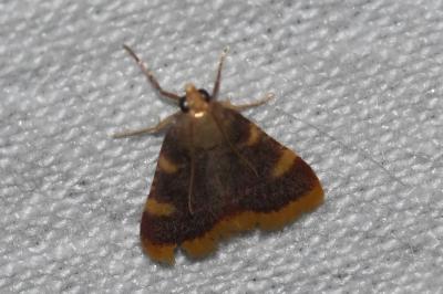 <i>Hypsopygia costalis</i>