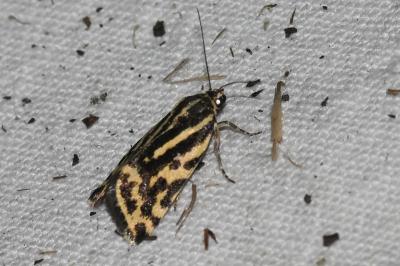 <i>Emmelia trabealis</i>