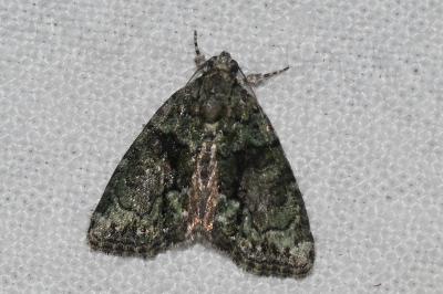 <i>Cryphia algae</i>