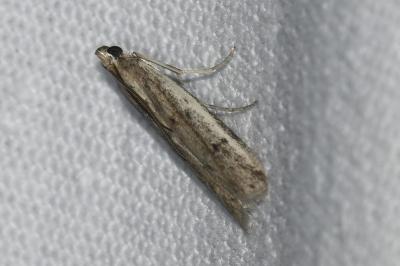 <i>Phycitodes</i>