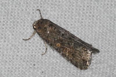 <i>Spodoptera exigua</i>