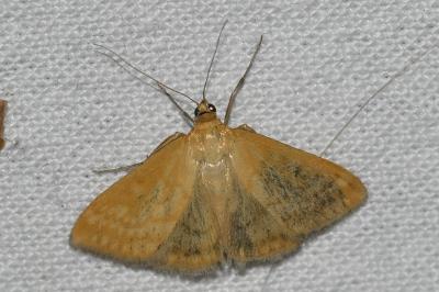<i>Sitochroa verticalis</i>