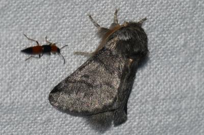 <i>Thaumetopoea processionea</i>