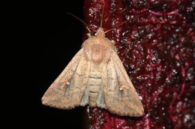 <i>Mythimna albipuncta</i>
