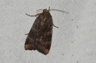 <i>Noctua janthe/janthina</i>