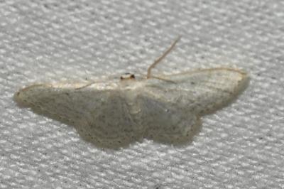 <i>Idaea subsericeata</i>