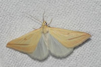 <i>Rhodometra sacraria</i>