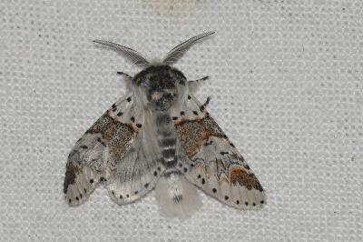 <i>Furcula furcula</i>