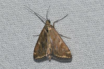 <i>Loxostege sticticalis</i>