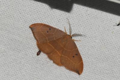 <i>Watsonalla binaria</i>