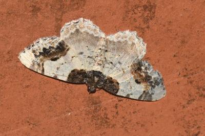 <i>Ligdia adustata</i>