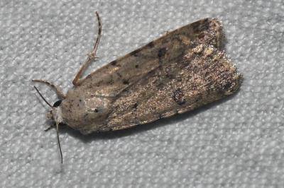 <i>Caradrina clavipalpis</i>