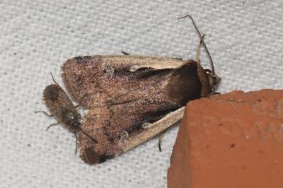<i>Ochropleura plecta</i>