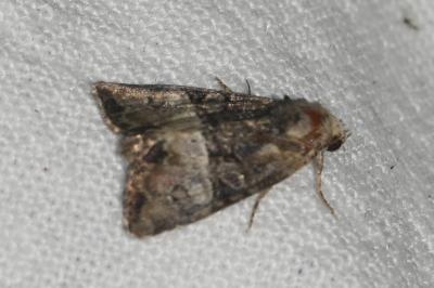 <i>Mesoligia furuncula</i>